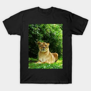 Lions - Lady Lion Relaxing T-Shirt